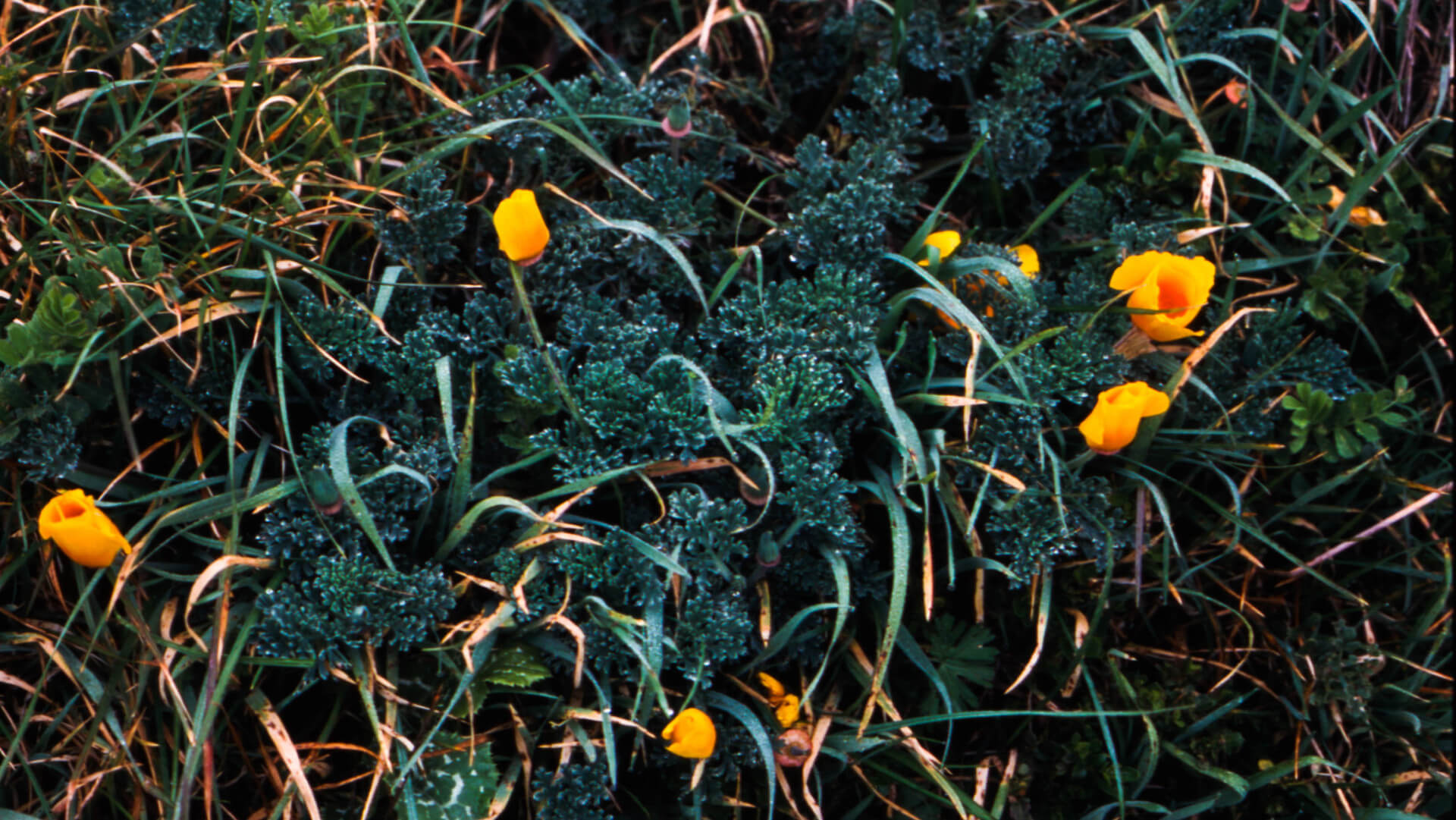 Individual Counseling - California Poppies