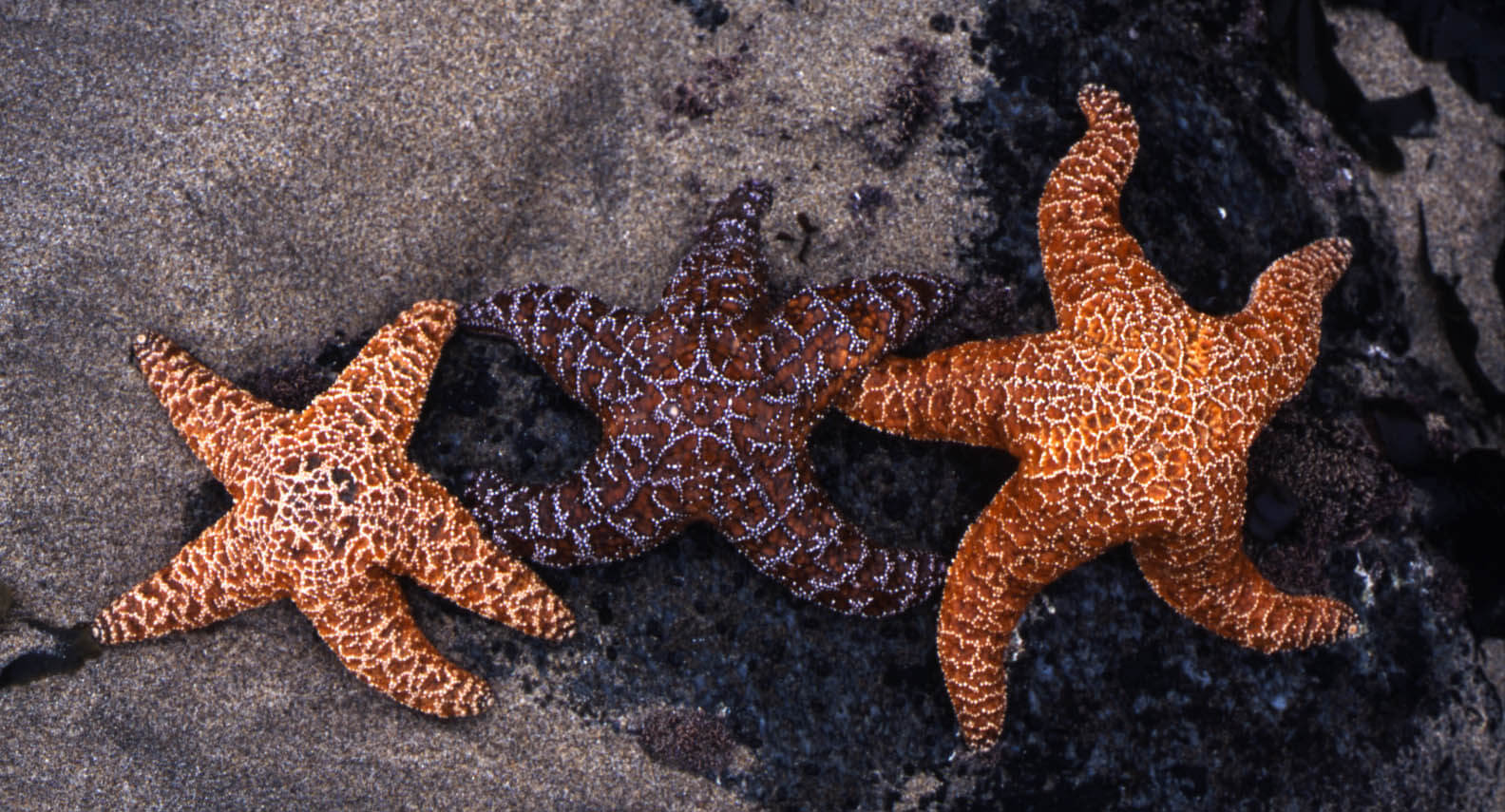 Relationships - Kehoe Starfish