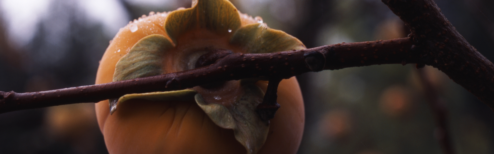 Persimmon - get a grip