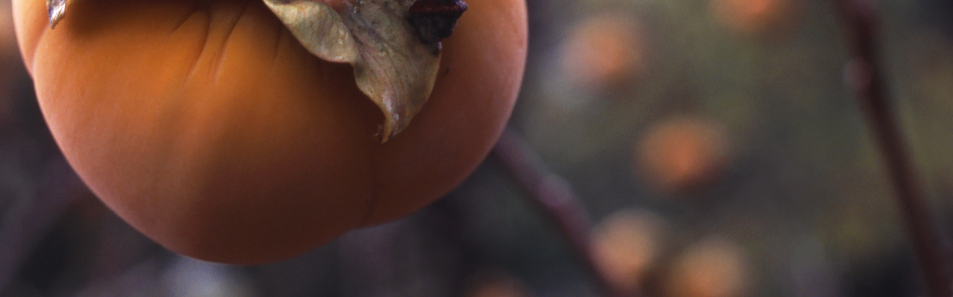 Persimmon - Use Your Imagination